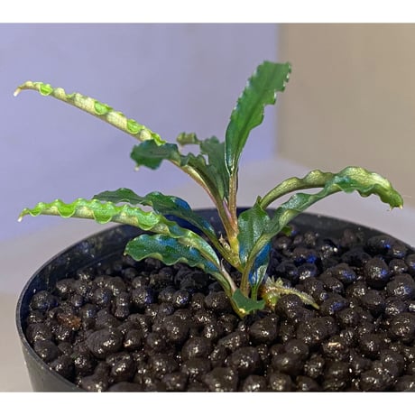 (２芽立ち) Bucephalandra sp. "MEDUSA"