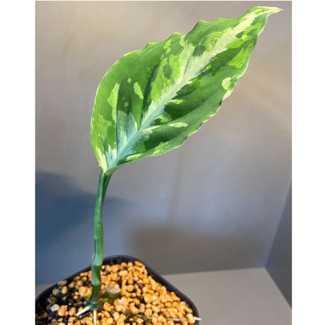Aglaonema pictum GW1507 "メサイア" from Padang sidempuan [TB]