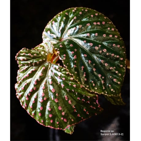 Begonia sp. from Saripoi [LA0813-2]
