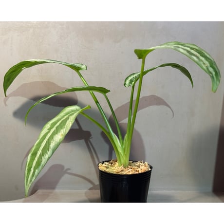 Schismatoglottis sp. from China [カミハタ]