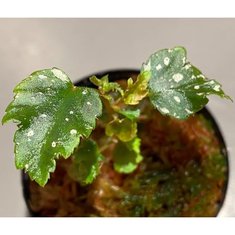 Begonia serratipetara from New Guinea