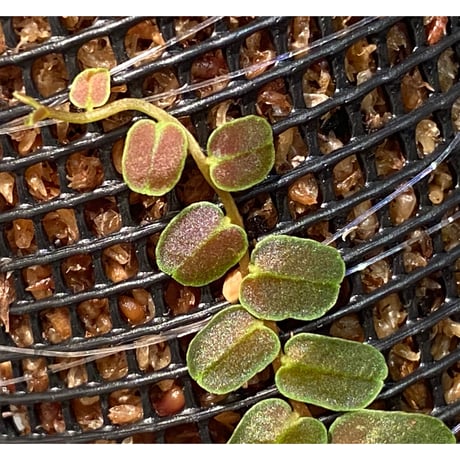 Marcgravia sp. "MELON " ①