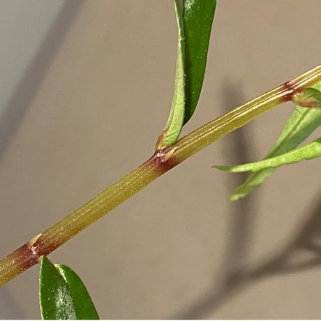 Elatostema sp. from Quezon, Luzon, Philippines