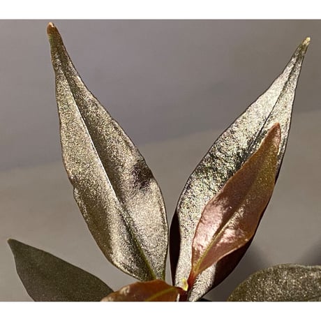 Medinilla sp. from Irian Jaya Papua