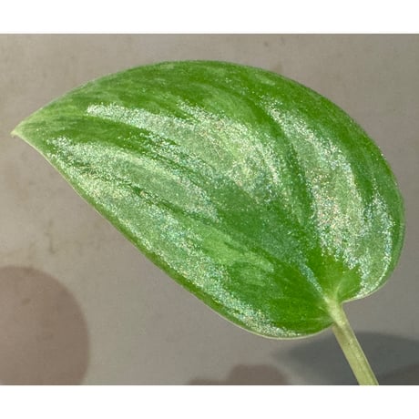 Scindapsus sp. "Green Army"