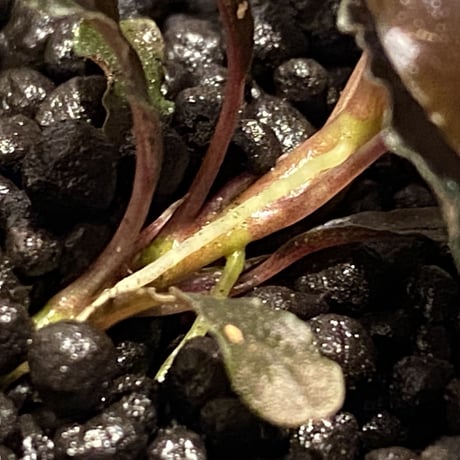 Bucephalandra sp. "Kedagang" [ID便] ①