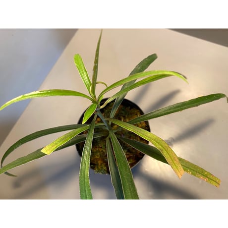 Ardisia sp. from Kapuas Hulu Kalimantan barat