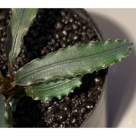 Bucephalandra sp. from "Mangat" [MF0417-2A]