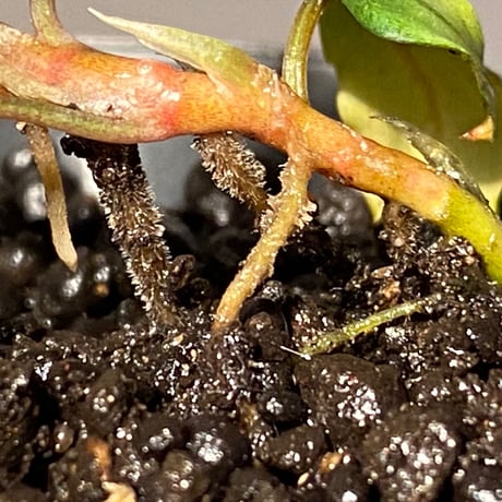 Bucephalandra sp. "Pakak 1" [MF0417-3A]