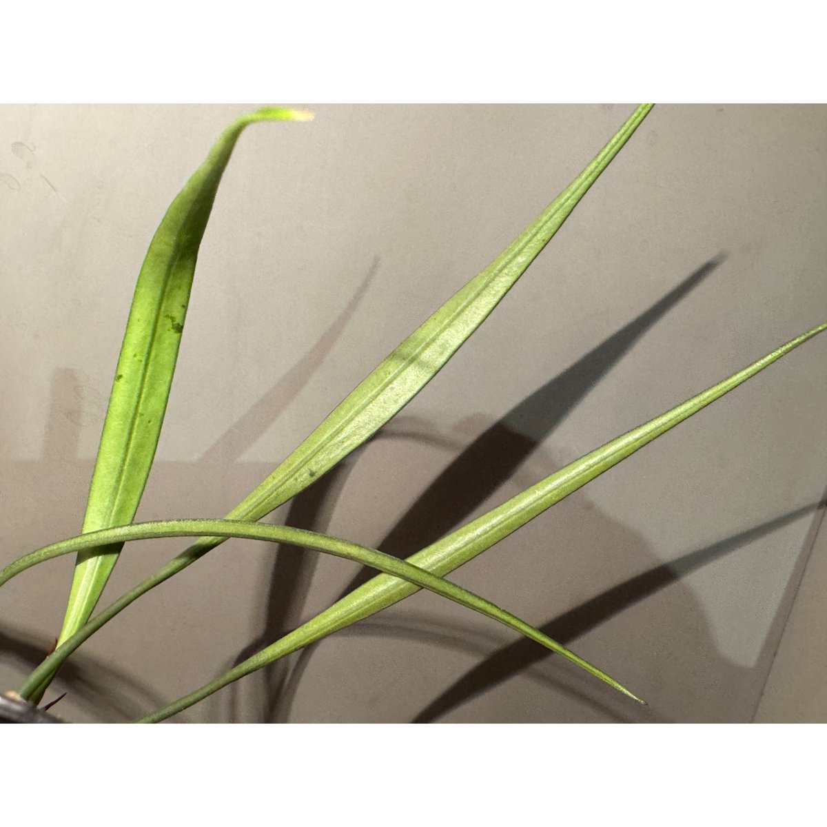 Josefia intricata (旧Aridarum perisai) from Cent