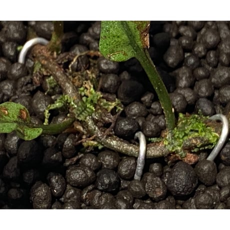 Bolbitis sinuosa from Philippines