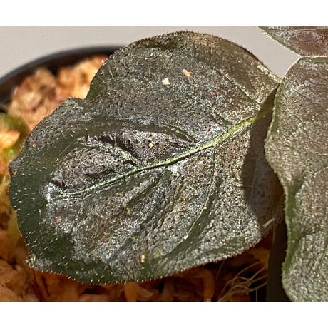 Ophiorrhiza sp. from Papua Barat[LA0319-01]