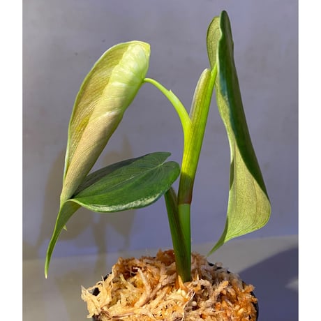 Philodendron sp. from Iquitos Peru [tanakay]