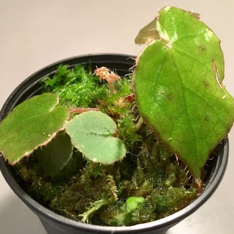 Begonia melanobulata from North Vietnam