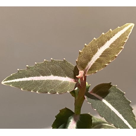 Labisia sp. from Kapuas hulu Kalimantan barat