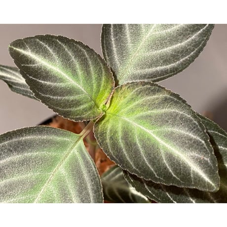 Gesneriaceae gen. from Kalimantan Barat
