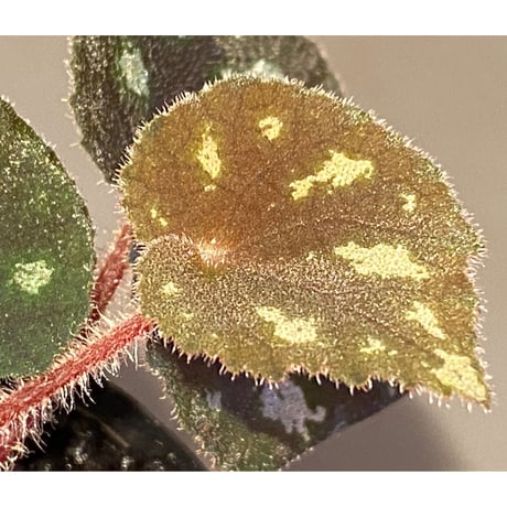 Begonia sp. from Cao Bang [YH050519] TK