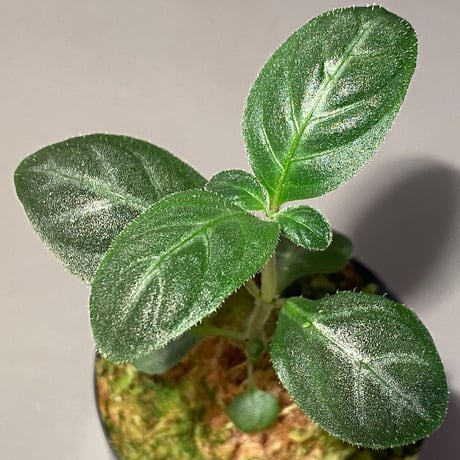Gymnostachyum sp. f1 from Sumatera Barat [LA0414-01]