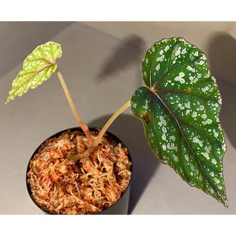Begonia handelii var. prostrata from Viet Nam