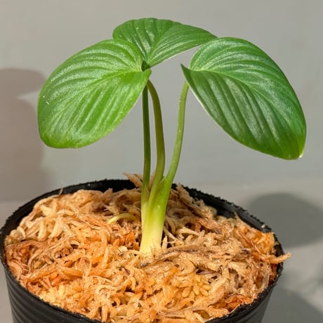 Homalomena sp. "Aceh selatan" Aceh Sumatra [TB] ②