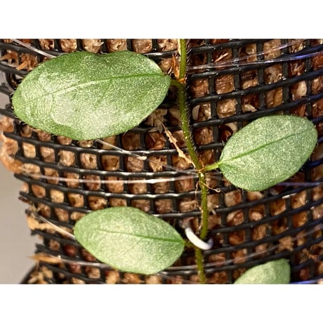 Ficus sp. from Murung raya [LA0515-05]