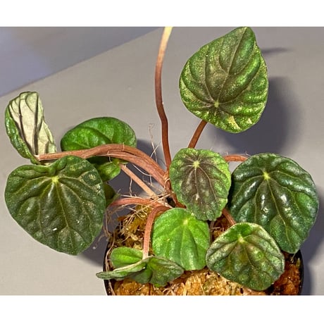Peperomia meridiana from Ecuador [tanakay]