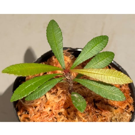 Sauvagesia serrata from West Kalimantan