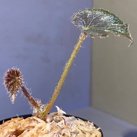 Begonia sp. from Cao Bang [YH251019] TK