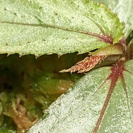 Begonia sp. from Balai Ringin [RIO]