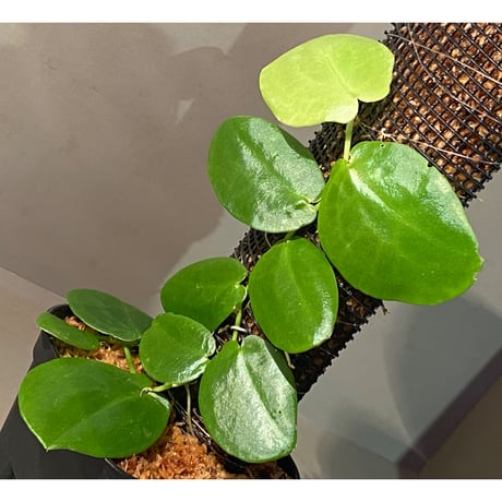 Rhaphidophora sp. "Kayulapis" Kalimantan barat [TB]