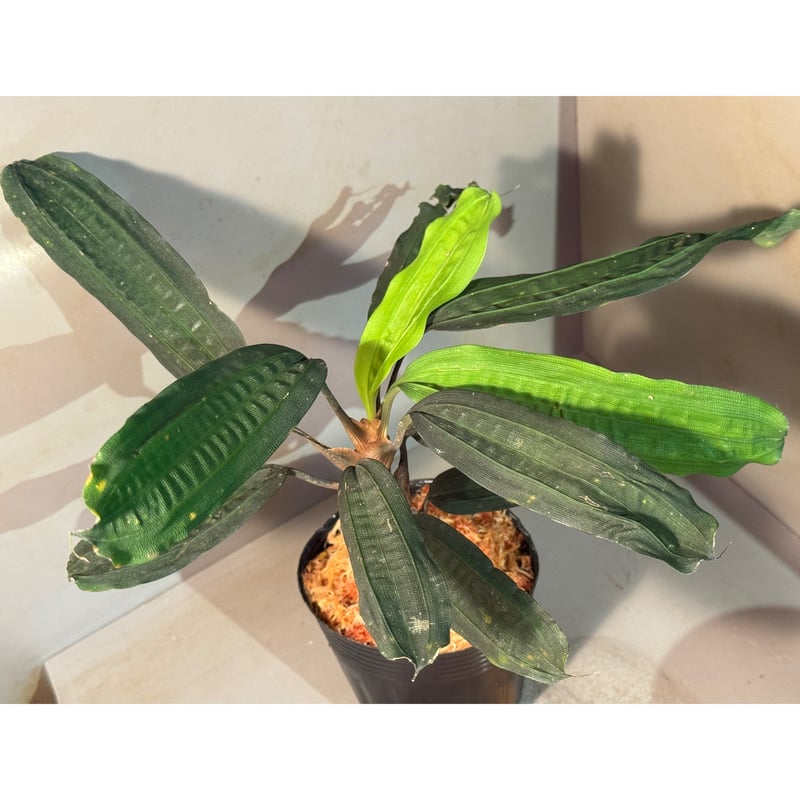 その他観葉植物 Mapania cuspidata Mapania cuspidata from Bengkayang West Kalimant