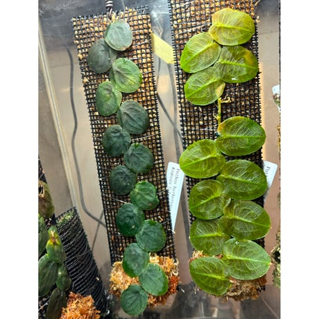 Pothos barberianus from Kapuas fulu West Kalimantan
