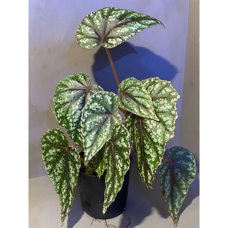 Begonia handelii var. prostrata from Viet Nam |