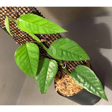 Philodendron sp. from Venezuela [tanakay]