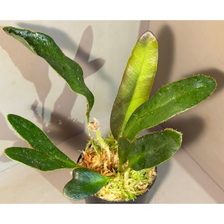 elaphoglossum | STORES