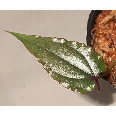 Cissus sp. "Padang" Sumatra barat [TB]