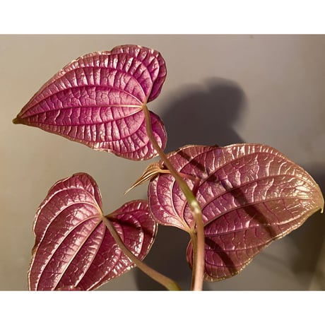 Dioscorea dodecaneura (discolor) from Ecuador