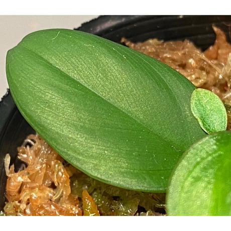Philodendron sp. from Iquitos Peru [tanakay]