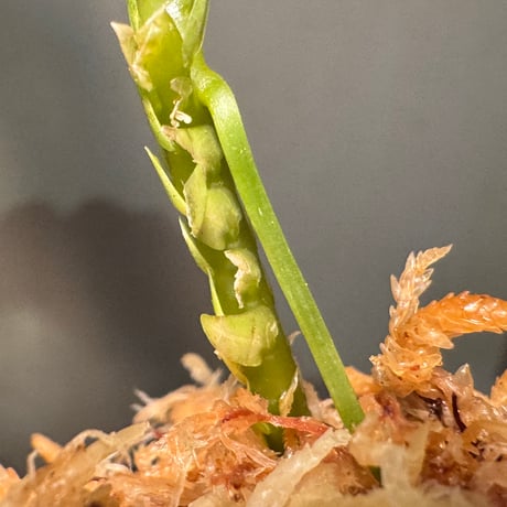 Selaginella sp. from Landak West Kalimantan ②