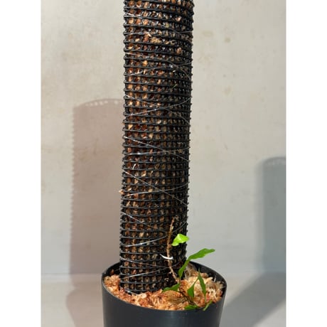 Microsorum sp. "Timika" Papua [TB]