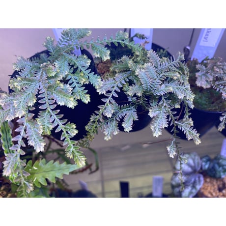 Selaginella sp. from Iquitos Peru [tanakay]