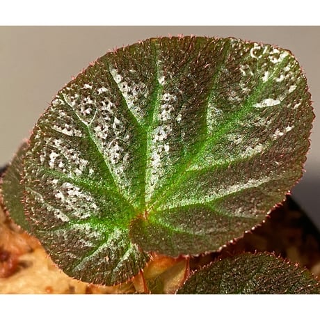 Begonia sp. from Manaus