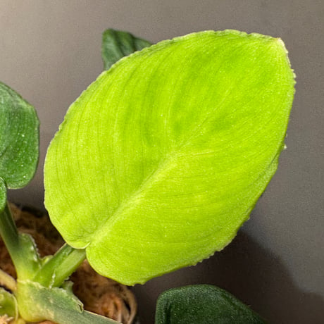 Homalomena sp. from Aceh Sumatera