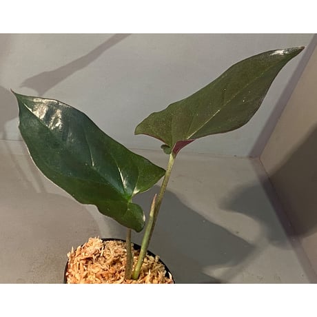 Syngonium sp. from Choco Colombia [tanakay]
