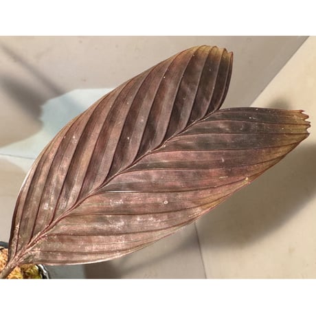 Pinanga veitchii from Sanggau West Kalimantan