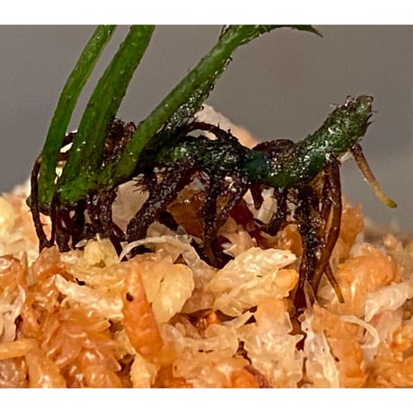 Bolbitis heteroclita cuspidata