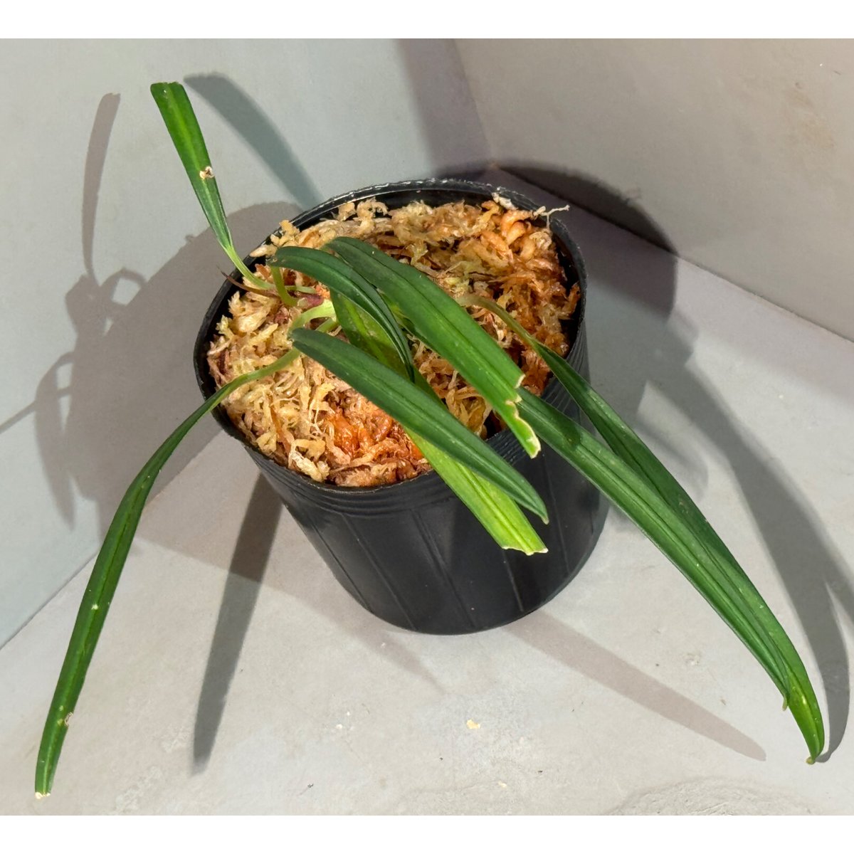 Aridarum cf. montanum from Sanggau West Kaliman