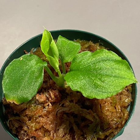 Homalomena sp. (Green) from Solok sumatera [LA0214-3]