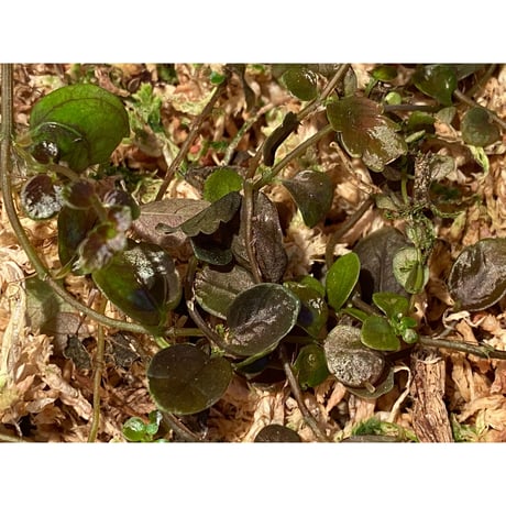 Pilea imparifolia from Iquitos Peru [tanakay]