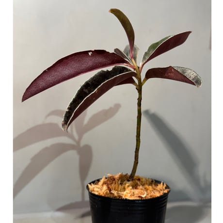 Labisia sp. from Landak West Kalimantan